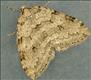 1797 (70.109) Autumnal Moth